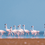 Chhari Dhand Bird Sanctuary, Rann Of Kutch