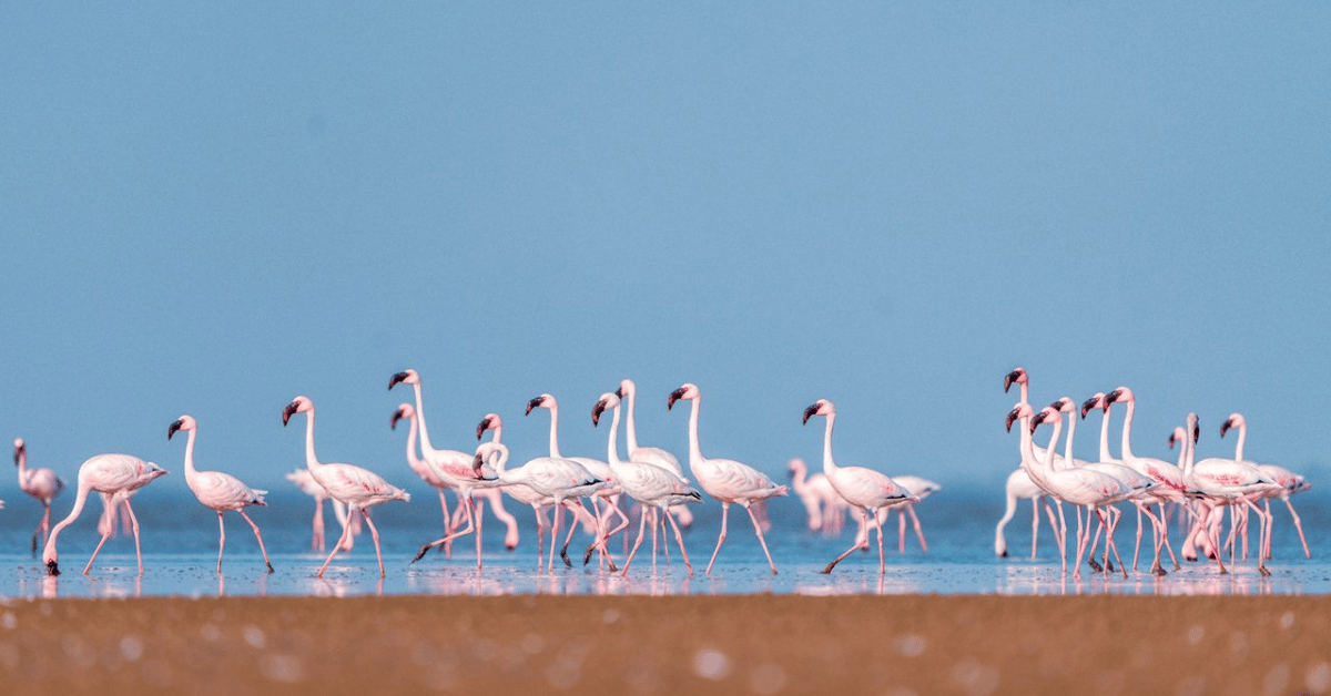 Chhari Dhand Bird Sanctuary, Rann Of Kutch